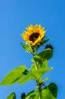 Issaquah, Washington State, USA. Common sunflower against a blue sky. Art Print
